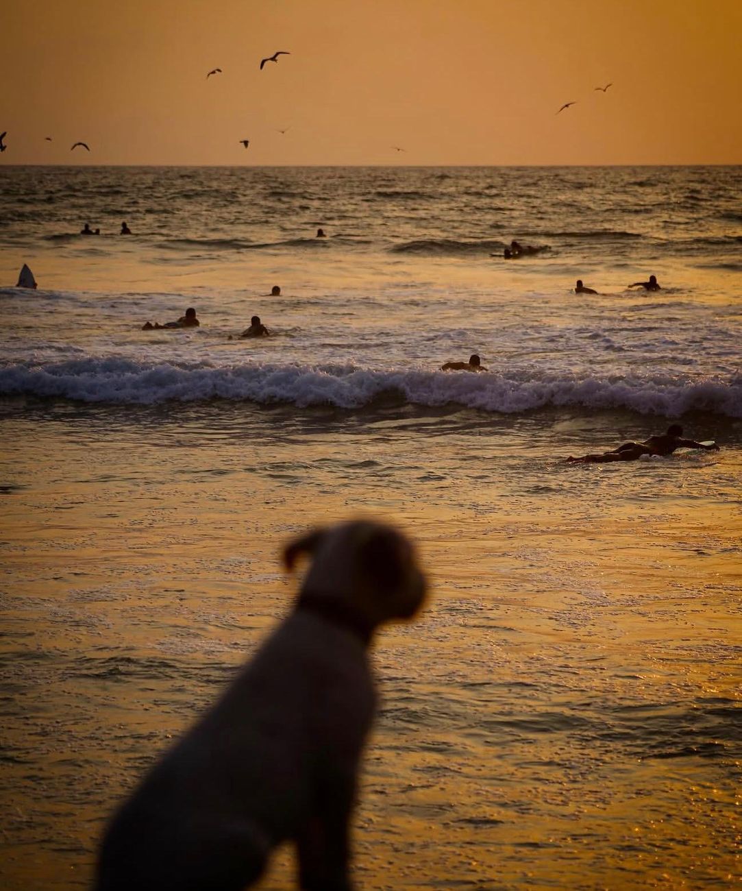 A dog watching surfers paddle out at sunset in La Punta